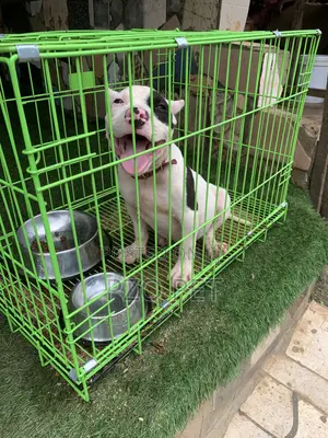 1-3 months Male Purebred American Bully