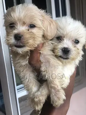 1-3 months Male Purebred Lhasa Apso