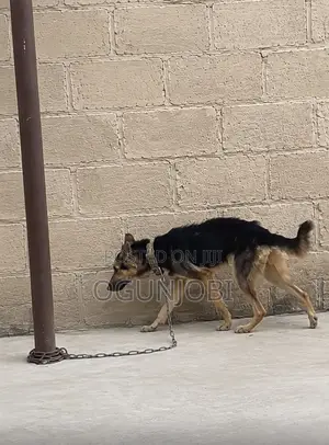 1+ year Male Purebred German Shepherd