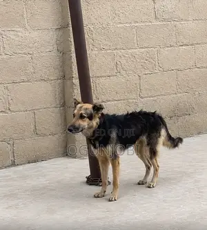 1+ year Female Purebred German Shepherd