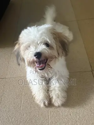 1-3 months Female Purebred Lhasa Apso