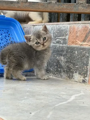 1-3 months Male Purebred British Shorthair