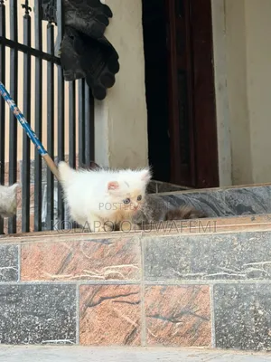 1-3 months Female Purebred Persian
