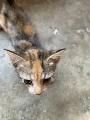 0-1 month Female Mixed Breed Tabby