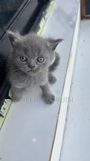 1-3 months Female Purebred British Shorthair