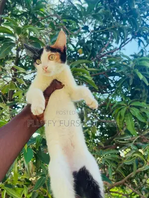 1-3 months Female Mixed Breed Cat