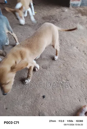 1-3 months Male Purebred Dog