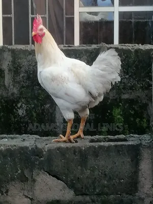 Cockrels, Noilers, Local Chicks, Chickens ,Hen, Cocks ,
