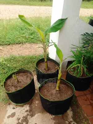 Fabric Grow Bags