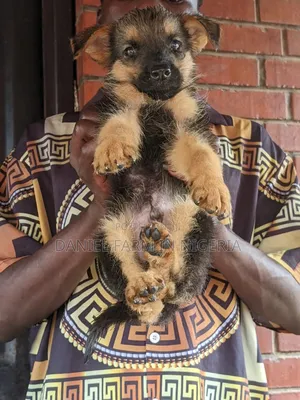 6-12 months Male Purebred German Shepherd