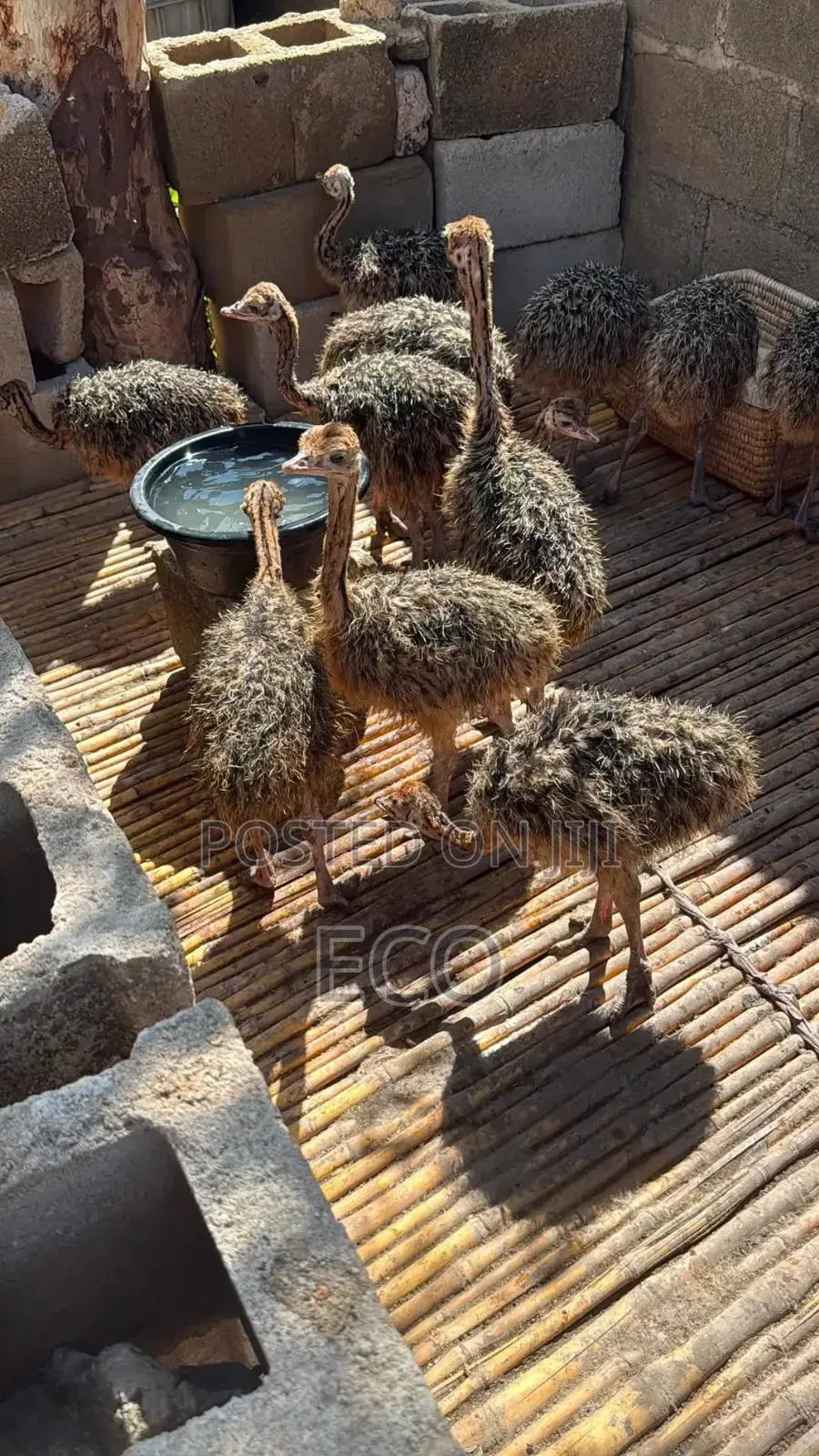 Young Ostriches