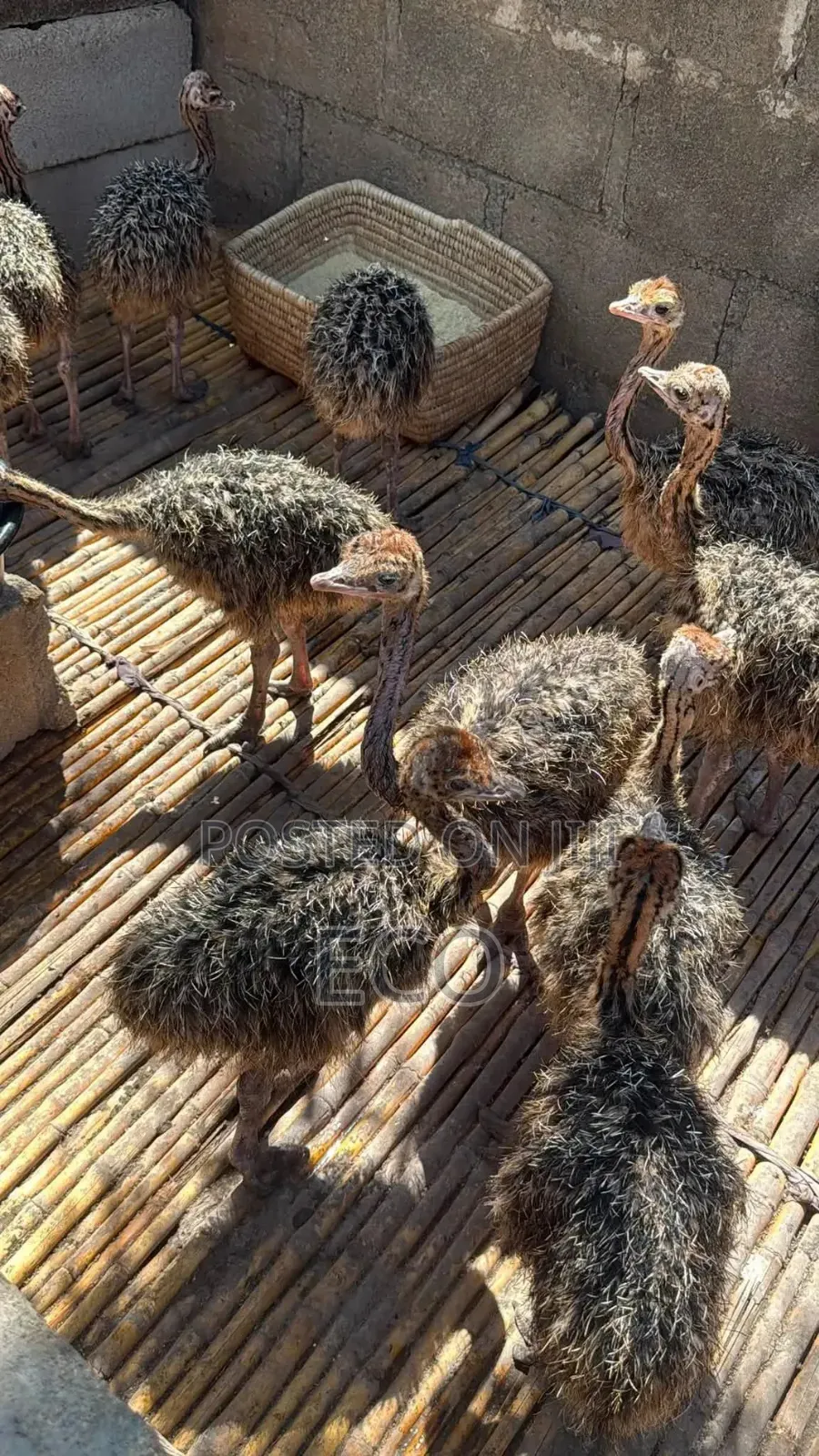 Young Ostriches
