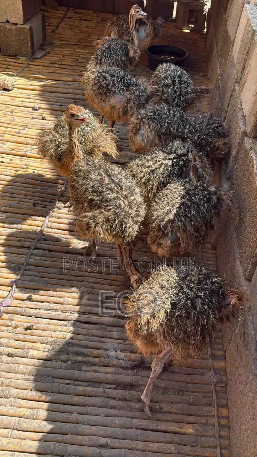 Young Ostriches