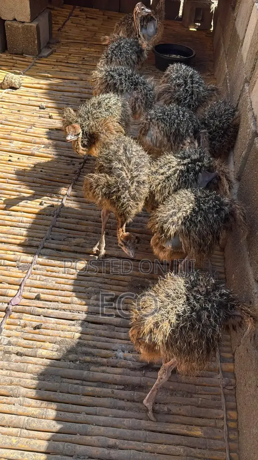 Young Ostriches