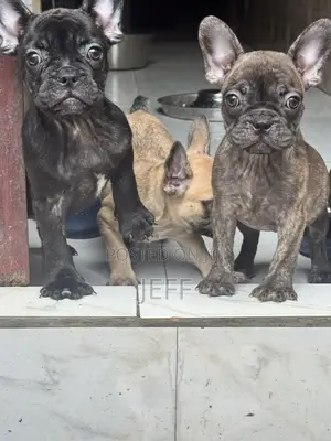 1-3 months Female Purebred French Bulldog