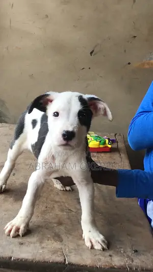 1-3 months Female Purebred American Pit Bull Terrier