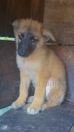 1-3 months Male Purebred German Shepherd