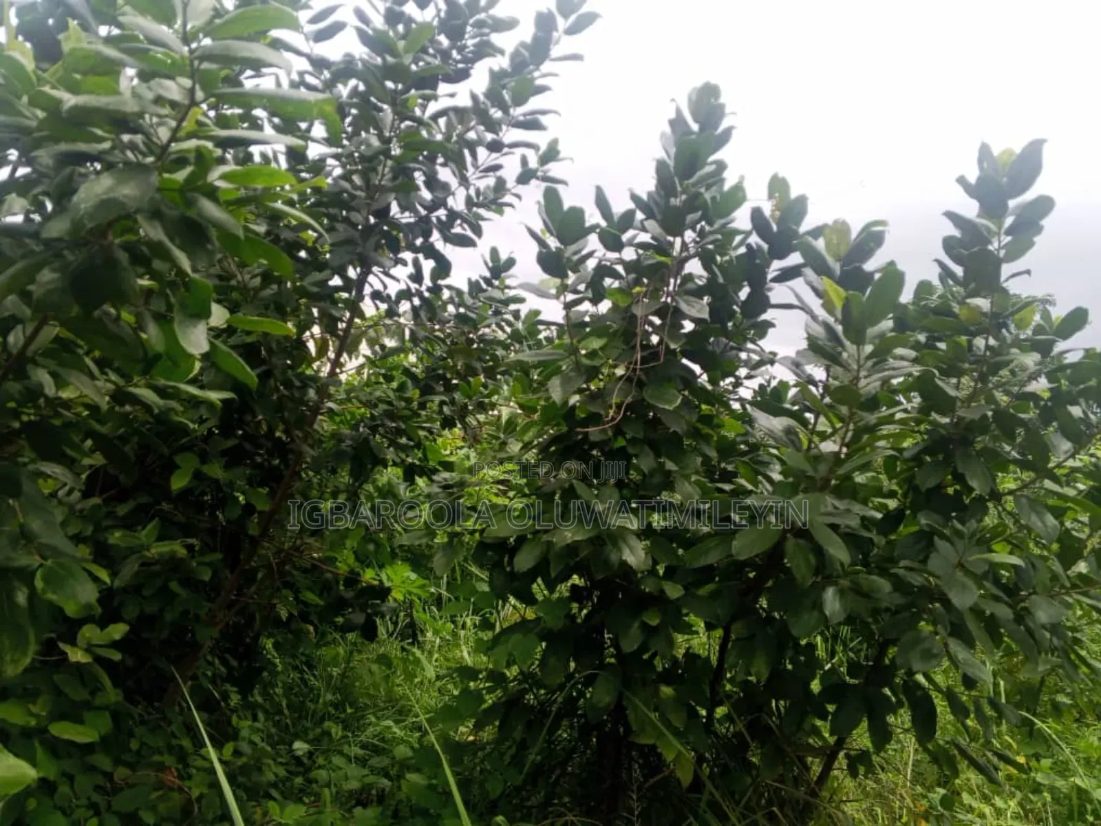 A Plot of Land for Sale