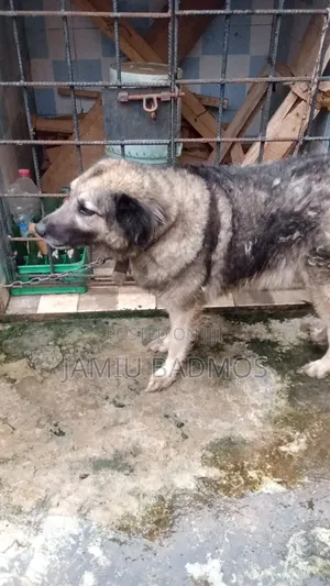 1+ year Female Purebred Caucasian Shepherd