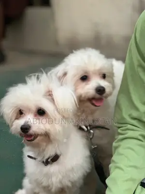 1+ year Female Purebred Bichon Frise