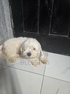 1+ year Female Purebred Lhasa Apso