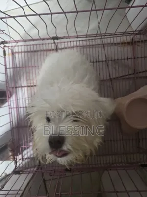 3-6 months Female Purebred Lhasa Apso