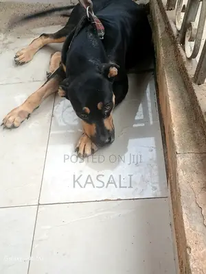 1+ year Female Purebred Rottweiler