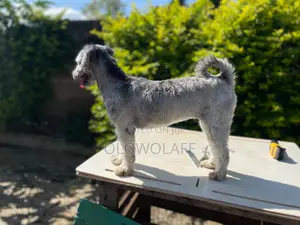 Dog Grooming Services