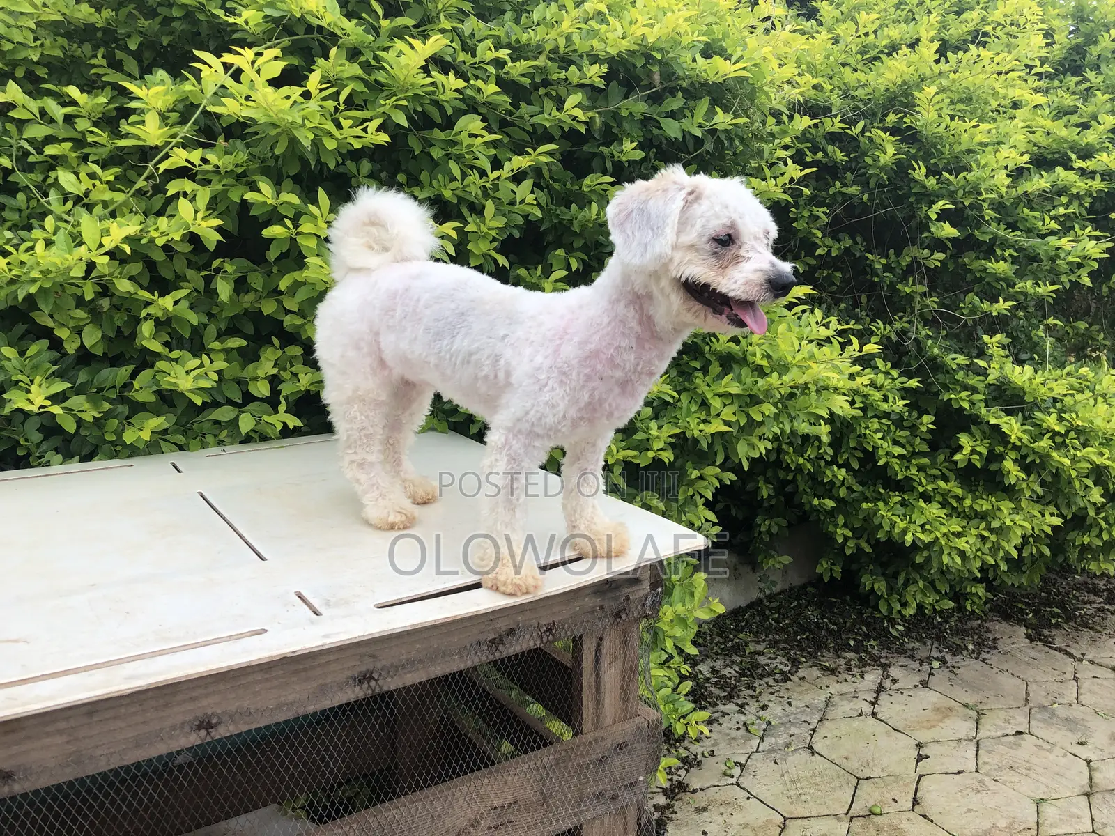 Dog Grooming Services