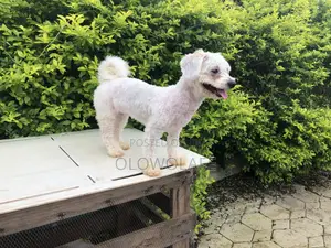 Dog Grooming Services