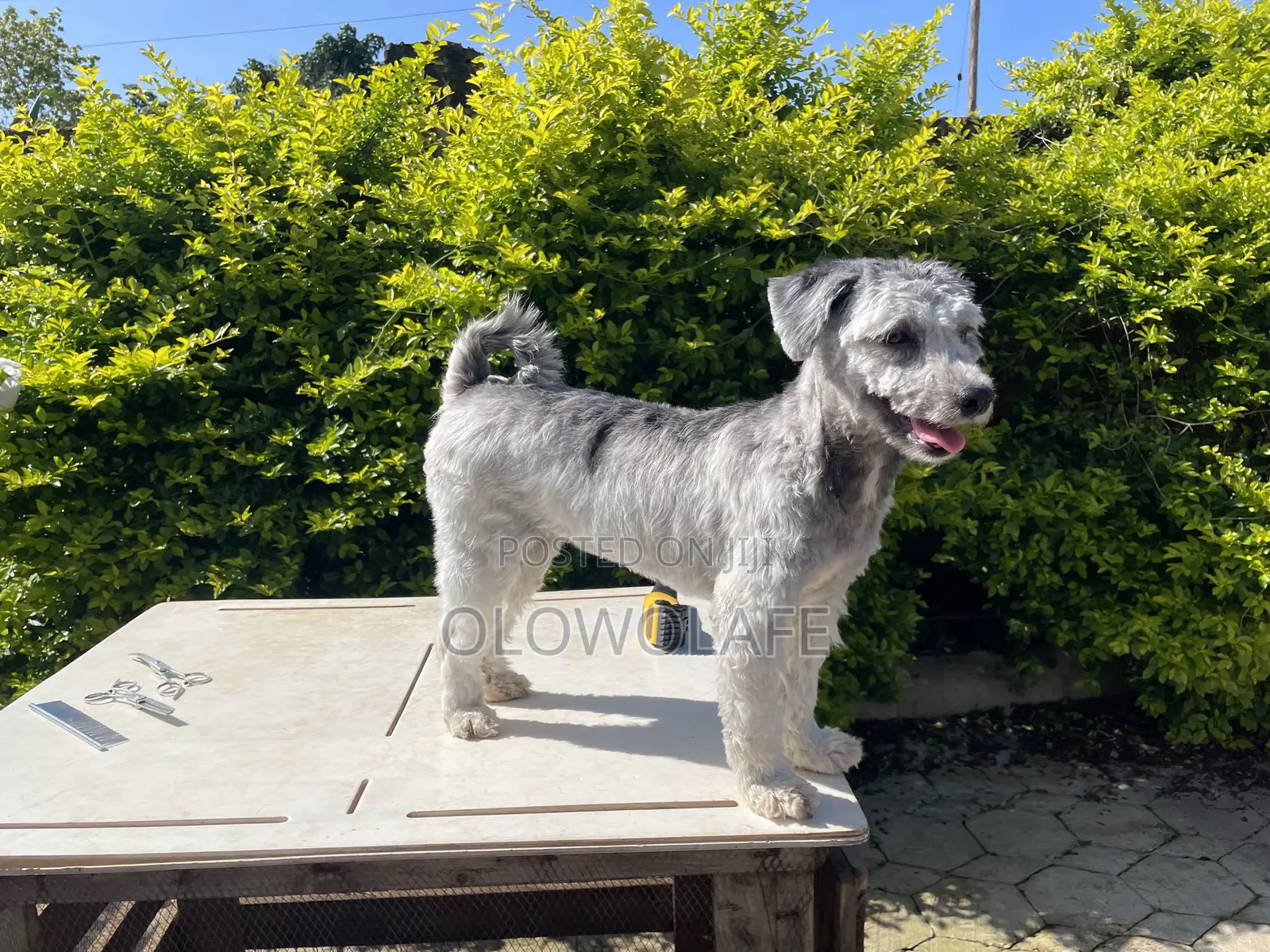 Dog Grooming Services
