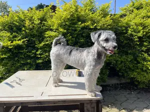 Dog Grooming Services