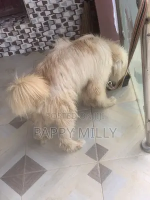 6-12 months Male Mixed Breed Lhasa Apso