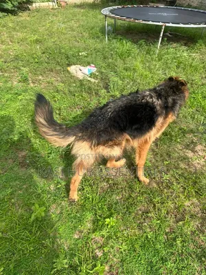 6-12 months Female Purebred German Shepherd