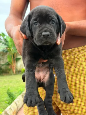 1-3 months Female Purebred Cane Corso