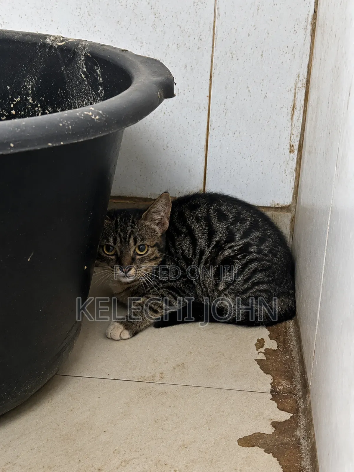 1-3 months Female Purebred Tabby