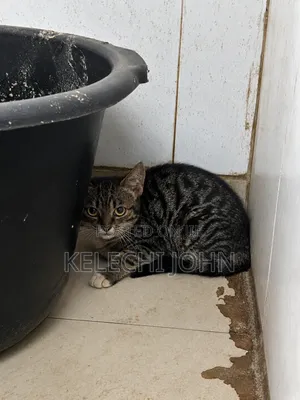1-3 months Female Purebred Tabby