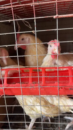 Live Boiler Chicken