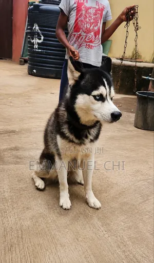 1+ year Male Purebred Siberian Husky