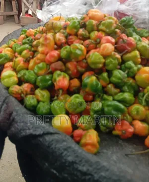 Pepper Love
