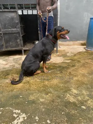 1+ year Female Purebred Rottweiler