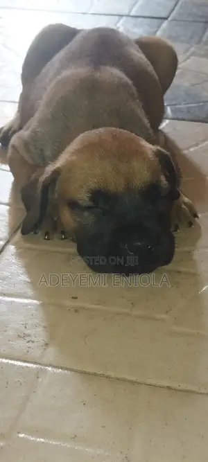 1-3 months Female Purebred Boerboel