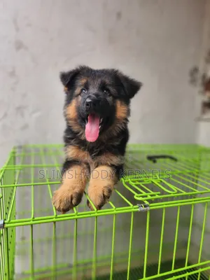 1-3 months Female Purebred German Shepherd