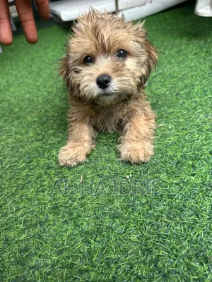 1-3 months Female Purebred Lhasa Apso