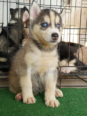 1-3 months Female Purebred Siberian Husky