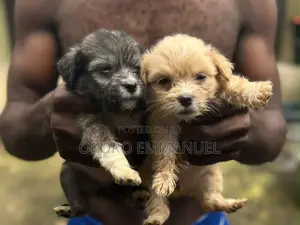 1-3 months Female Purebred Lhasa Apso