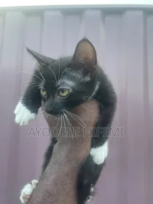 0-1 month Male Mixed Breed Bengal