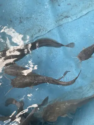 Juvenile Catfish