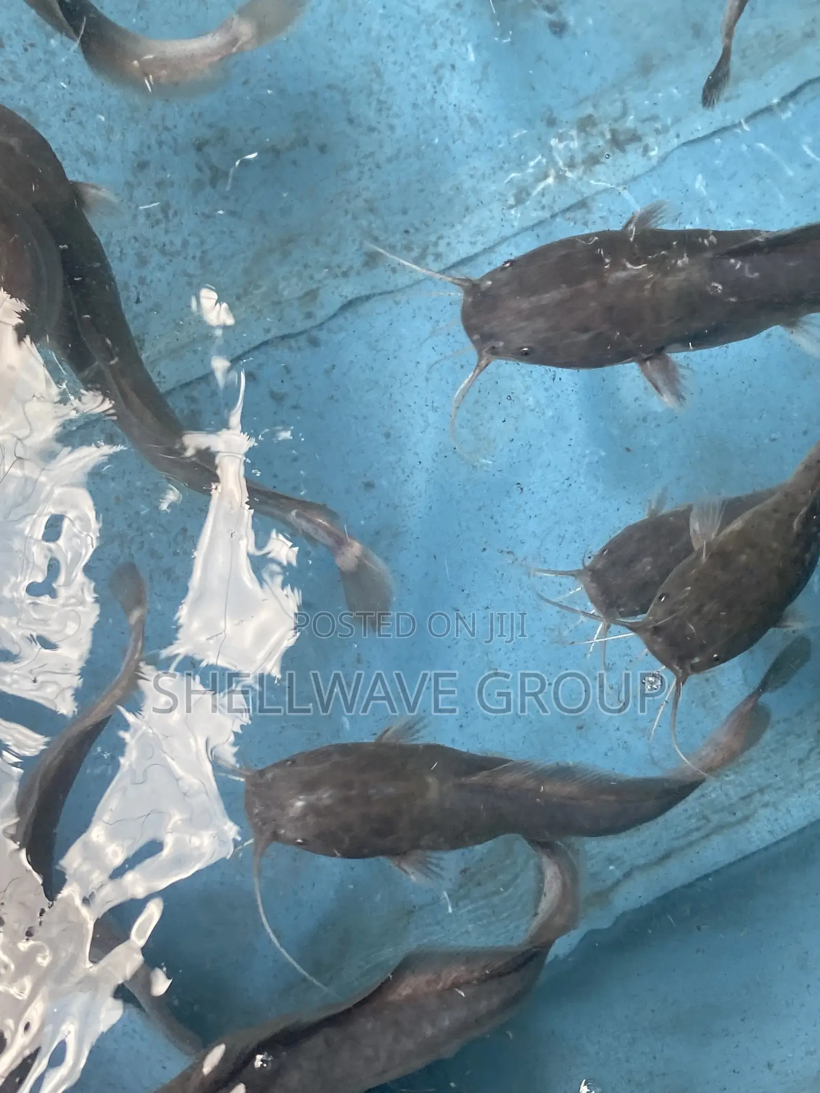 Juvenile Catfish