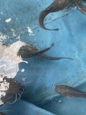 Juvenile Catfish